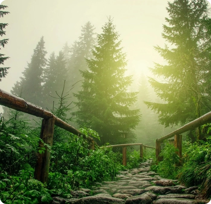 A path in the woods with trees and plants