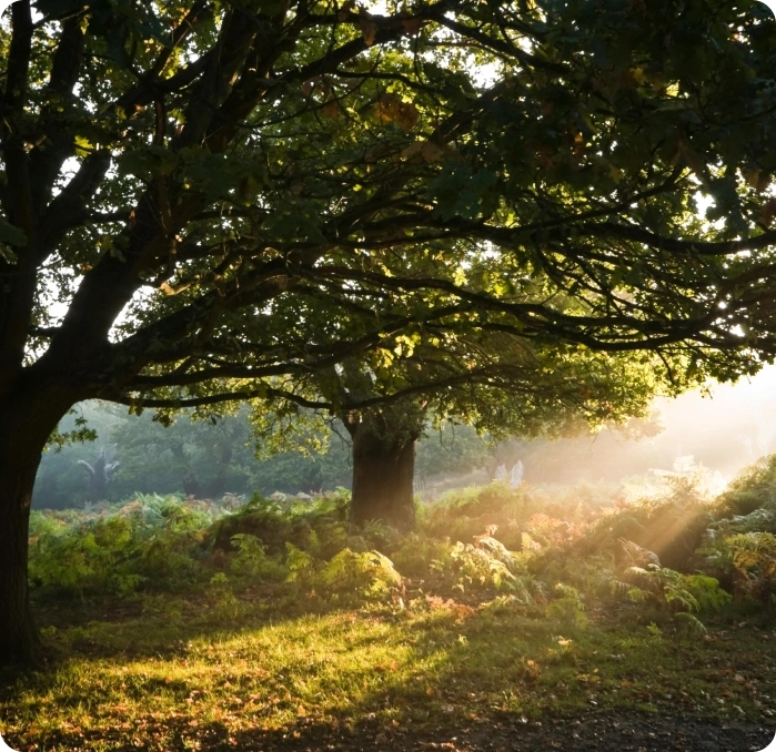 A tree with sun shining through it's leaves.