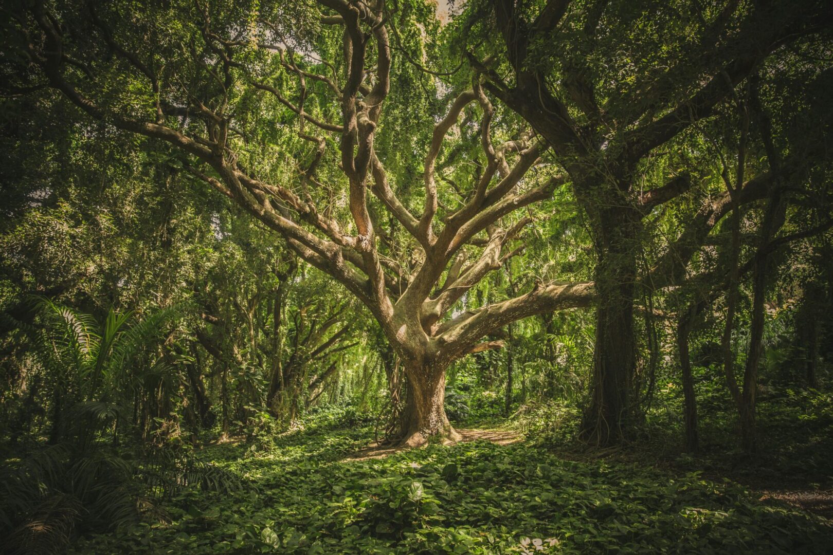 A large tree in the middle of a forest.