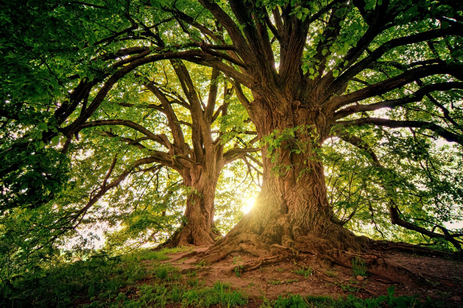 Two large trees in a field with the sun shining through them.